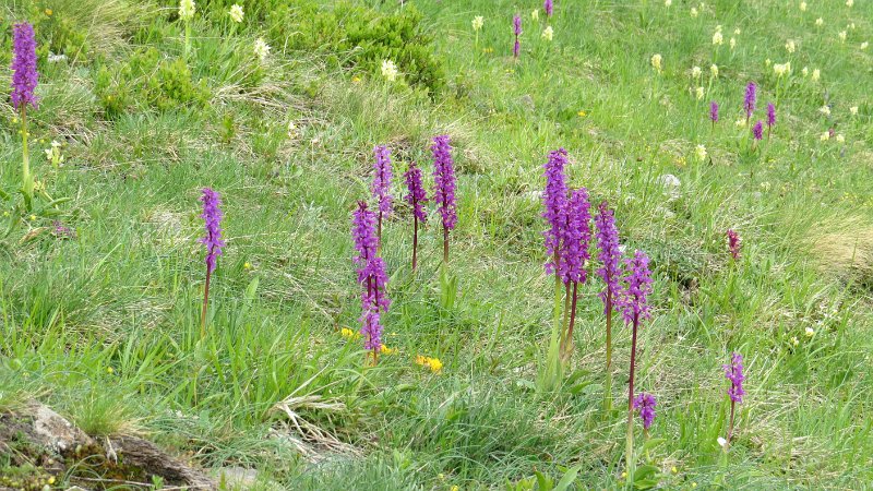 L (21) Orchids.JPG